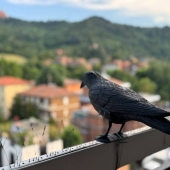 Appartamento, Bologna, Costa, Saragozza, Saffi – Vendita